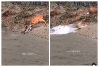 Huge Crocodile Lunges At Deer With Lightning Speed, But Is Not Fast Enough: Watch