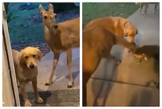 Dog Brings Home ‘DEER Friend’ For Dinner, Mom Serves Him Happily: Watch