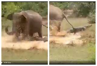 Elephant Mom Almost Crushes Crocodile Who Tries To Get Her Calf: Watch