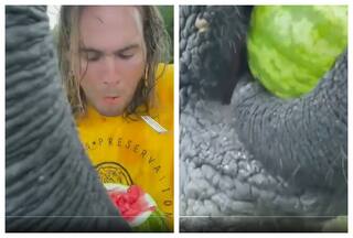Elephant 'Steals' Fresh Watermelon From Man And Swallows It: Watch