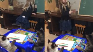 Little Girl Teaching Her Cats How To Draw A Flower Is Very Sweet: Watch