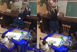 Little Girl Teaching Her Cats How To Draw A Flower Is Very Sweet: Watch