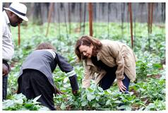 Kamala Harris Peeks At Peppers On Farm With Climate Change In Mind
