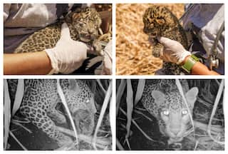 15-day-old Baby Leopard Stranded In Pune Happily Reunited With Mother