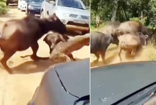 Leopard Snatches Buffalo Calf From The Herd; Incredible Hunt: Watch