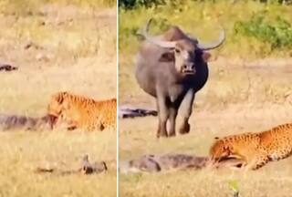 Leopard Gets Crocodile By Neck And Wouldn’t Let It Go: Watch