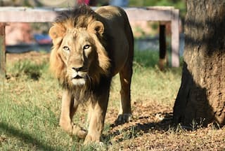 Lion Attacks Keeper, Drags Him Away In Bush, Shocking Video Emerges