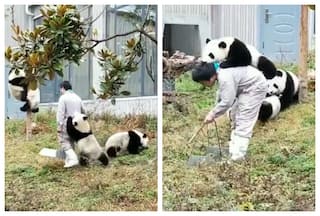 Panda Nanny Deals With ‘Lovable Little Monsters’ Yet Not Complaining: Watch