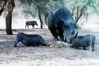 Angry Rhinoceros Tosses Up Warthog Many Feet Up Like A Toy: Watch