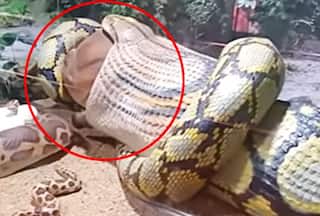 Massive Snake Swallows Fully Grown Cow, Terrifying Video Surfaces: Watch