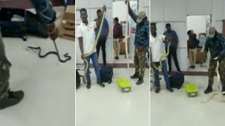 22 Snakes, 1 Chameleon Found In Woman's Luggage At Chennai Airport: Watch