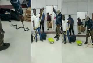 22 Snakes, 1 Chameleon Found In Woman's Luggage At Chennai Airport: Watch