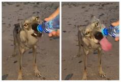Man Offers Water To Thirsty Wolf In Desert, Wins Hearts: Watch Viral Video