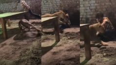 Sherni Ka Video: शेरनी के बाड़े में घुसने की गलती कर गया शख्स, आगे जो हुआ नानी याद आ गई- वीडियो