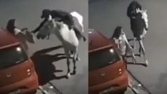 Ladki Ka Video: कार-बाइक नहीं घोड़े पर लड़की को लूटने पहुंचा शख्स, हिला ही देगा आगे का नजारा | वीडियो