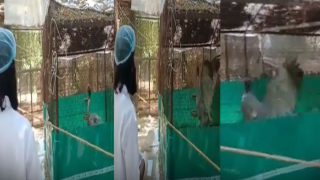 Arif Aur Saras Ka Video: दोस्त सारस से मिलने चिड़ियाघर पहुंचे आरिफ, देखते ही बाड़े में झूमने लगा- देखें वीडियो