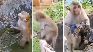 Bandar Ka Video: बिल्ली को बचाने के लिए कुएं में कूद गया बंदर, आगे जो दिखा चमत्कार ही कहेंगे- देखें वीडियो