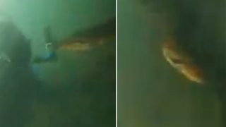 Anaconda Ka Video: समुद्र में डुबकी लगाते ही एनाकोंडा के पास जा पहुंचा शख्स, फिर जो होश खो देंगे- देखें वीडियो