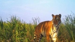 राजस्थान के लापता बाघों का रहस्य है अनसुलझा, खोया और नहीं मिला