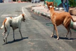 यूपी: महाराजगंज में बच्चे पर आवारा कुत्तों का हमला, नोंच-नोंच कर मौत के घाट उतारा
