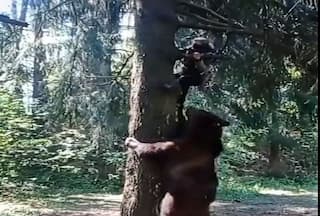 Bhalu Ka Video: भालू देखा तो तुरंत पेड़ पर चड़ गया शख्स, मगर बेचारे को वहां से भी खींचने लगा- देखें वीडियो