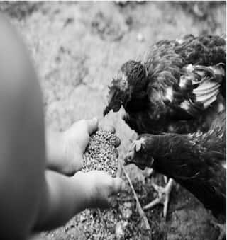 How Does H3N8 Bird Flu Spreads? Symptoms to Precautions, All You Need To Know