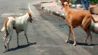Gurugram Man Beats Up Stray Dogs, Throws Them Off Roof, Arrested After Video Goes Viral | Watch