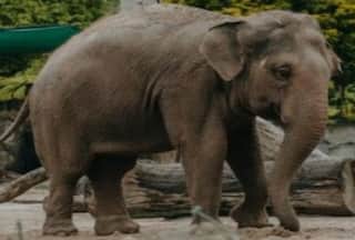 Hathi Ka Hamla: जंगली हाथियों के सामने आने की गलती कर गया शख्स, कुचल कर ले ली जान