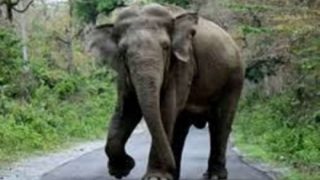 OMG! तमिलनाडु कैंप के हाथी ने मुदुमलाई टाइगर रिजर्व में महावत को रौंद कर मार डाला