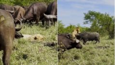 Sher Ka Video: भैंसों को देखकर बेहोशी का नाटक करने लगा शेर, हुई ऐसी पिटाई फिर नहीं उठा - वीडियो वायरल