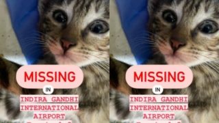 Viral: दिल्ली हवाईअड्डे पर खो गई पैसेंजर की पालतू बिल्ली, अब एयर इंडिया पर लगाया ये बड़ा आरोप। ट्वीट वायरल