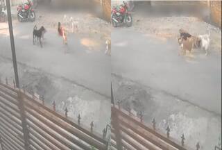 Viral Video: घर से बाहर निकले बच्चे पर आवारा कुत्तों का हमला, पहले गिराया फिर कुतरने लगे जानवर | देखिए वीडियो