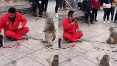Bandar Ka Video: बंदर को सिखा नहीं पाया चाईनीज मदारी, एक्टिंग करने को कहा तो तान दिया चाकू- वीडियो