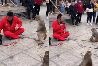 Bandar Ka Video: चाईनीज मदारी पर चाकू तानने की भूल कर गया बंदर, ऐसी चीज दिखा दी तुरंत लाइन पर आ गया- वीडियो