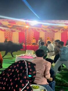 अचानक शादी में घुस गया गुस्सैल सांड, एक को दौड़ाने ही लगा