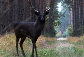 Video of Rare Black Deer Goes Viral, Animal Lovers Are Intrigued - WATCH