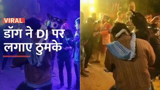 शराब के नशे में सड़क के आवारा कुत्ते के साथ DJ पर नाचता दिखा शख्स, इंटरनेट पर वायरल वीडियो - Watch Video