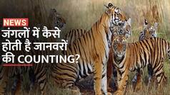 Gujarat Forest Department: जंगलों में इस अनोखी तकनीक से होती है जानवरों की काउंटिंग, वीडियो में जानें पुरा प्रोसेस | Watch Video