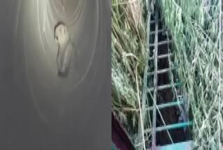 OMG! पाइप में घुसा और फंस गया खतरनाक तेंदुआ, बाहर निकालने में छूट गए पसीने