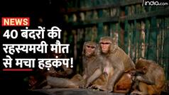 UP Monkey Death: यूपी में 40 बंदरों की मौत से मचा हड़कंप, जांच में जुटी वन विभाग की टीम | Watch Video
