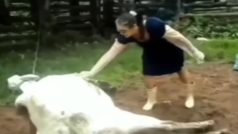 Viral Video: गाय को पुचकारने लगी अंग्रेज लड़की, पड़ी ऐसी लात हवा में उड़ गई | वीडियो वायरल