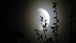 Chandra Grahan 2023: अभी तोड़ लें तुलसी के पत्ते? आज रात लगने जा रहा है चंद्र ग्रहण