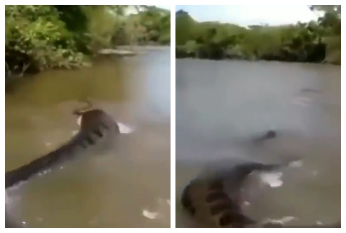 giant snake in river