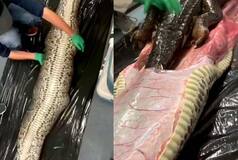 Burmese Python Swallows 5-Foot Alligator, Regrets It Badly: Watch