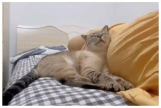 Cat Discovers Its Human Mom Is Pregnant, Won   t Leave Her Side: Watch