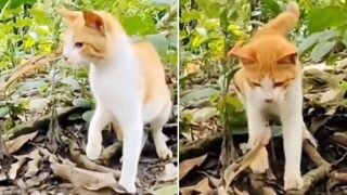 Cat Takes Down Charging Snake With Single Swipe, Amazing Reflexes: Watch
