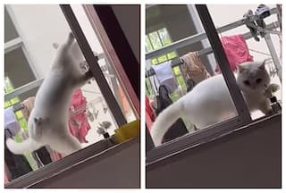 This Viral Video Proves Cats Are Super Intelligent: Watch