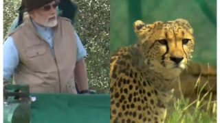 PM Modi Didn’t Take Gifts On His Birthday But Gave To Nation And People, The Cheetahs