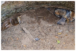 Cobra And Jackal Get Trapped In Well, Rescued By Wildlife SOS And Maharashtra Forest Dept