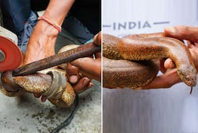 india.com top news